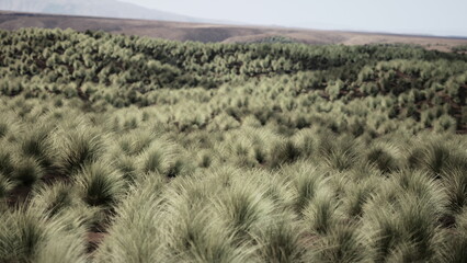 Golden grasses sway gently in the warm breeze, covering rolling hills with vibrant shades of green under a bright midday sun. The open expanse invites a sense of peace and tranquility.