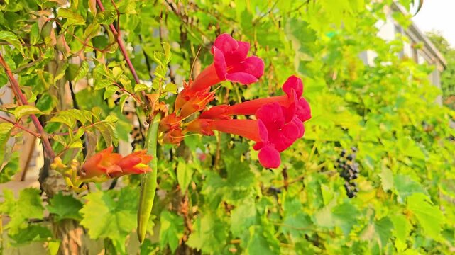 Fixed close-up of vibrant trumpet vine flowers and seed pod gently moving in the wind.