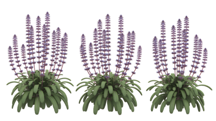 Three potted purple flowers