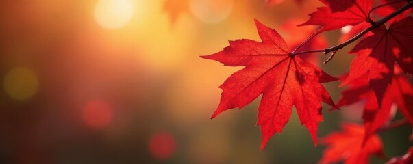 Crimson maple leaves swirl in soft, sunlit bokeh , maple, outdoors