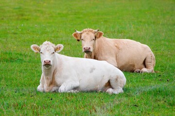 Charolais cow, French breed -  two heifers in the pasture