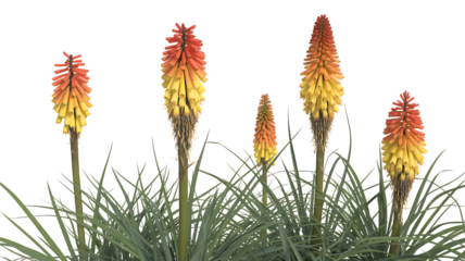 Vibrant red hot poker flowers in full bloom