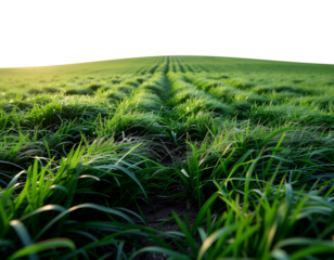 Realistic Green Grass PNG