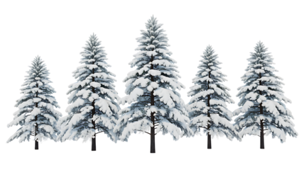 Snowy pine trees in winter forest