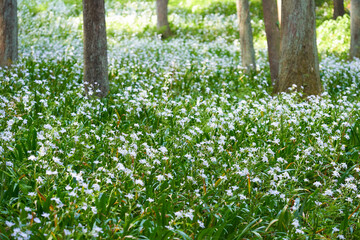 森の中のシャガの花の群生