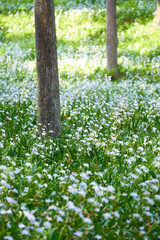 森の中のシャガの花の群生