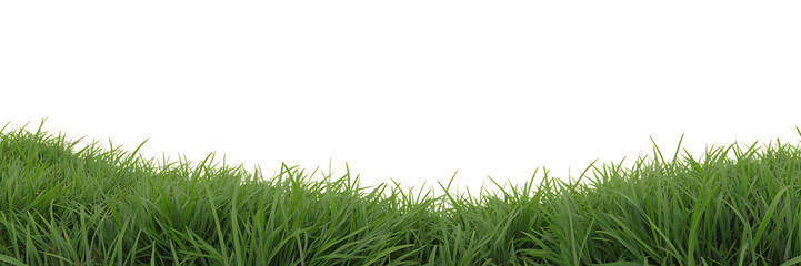 Fototapeta premium Vibrant green grass field