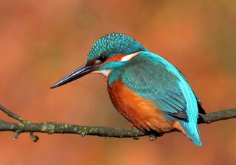 Kingfisher in Bright Sun
