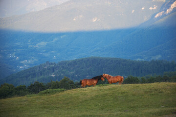 Young foals rest side by side at the edge of a darkening hill as twilight shadows begin to deepen across the terrain.