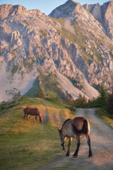 A brown and a gray horse eat grass on the side of a gravel road with large rocky mountains rising nearby. The peaceful scene is set in soft evening light.