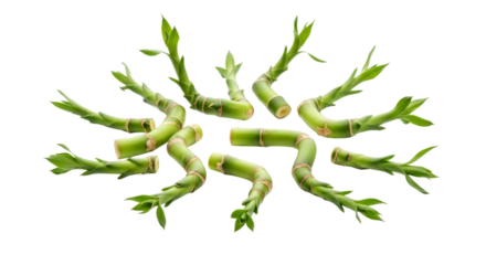 Arrangement of Lucky Bamboo Stalks on White Backdrop Evoking Serenity and Growth Potential