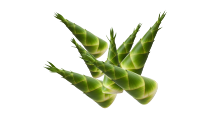 Freshly harvested bamboo shoots arranged attractively on a pristine white background displaying organic patterns and textures of the edible sprouts