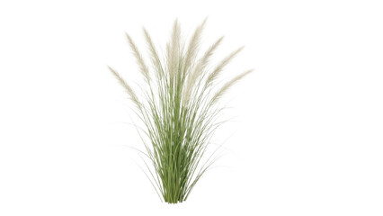 Fototapeta premium Ornamental grass plume cluster, isolated on clean backdrop, evokes serene natural gracefulness, ideal for botanical illustrations and serene nature