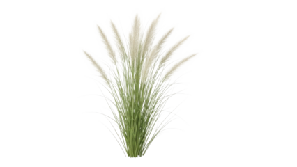 Ornamental grass plume cluster, isolated on clean backdrop, evokes serene natural gracefulness, ideal for botanical illustrations and serene nature