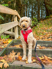 Dog on Wooden Stairs