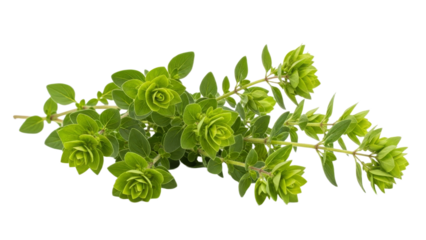 Fragrant Oregano Sprigs: A Culinary Herb Accent with Lush Green Foliage Presentation