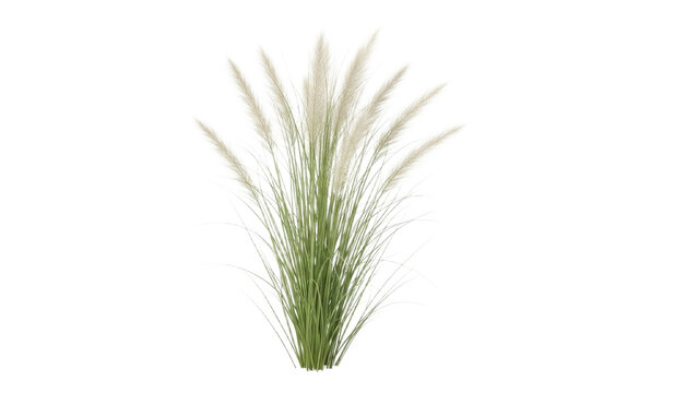 Ornamental grass plume cluster, isolated on clean backdrop, evokes serene natural gracefulness, ideal for botanical illustrations and serene nature
