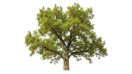 Majestic deciduous tree with lush green foliage isolated against pure white background in sunlight