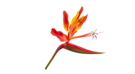 A captivating portrait of a flamboyant Delonix regia flower showcasing its vibrant colors and delicate structure against a pristine background