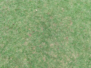 Green grass texture background. Green grass pattern. Green grass background.