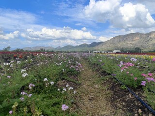 Beautiful flower field with blue sky and white cloud background, Thailand.