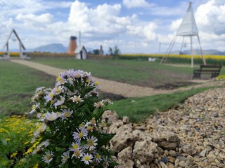 Aster flowers in front of a windmill in the background.