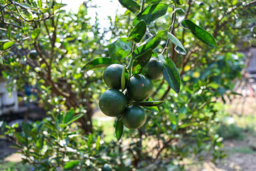 
A bunch of unripe oranges on the tree.