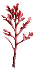 Naklejka premium A vertical branch of algae with fine details and a delicate appearance. The algae is isolated on a transparent background, allowing for easy use in various designs