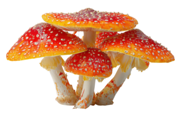 Cluster of vibrant red and white spotted fly agaric mushrooms on black background amanita muscaria