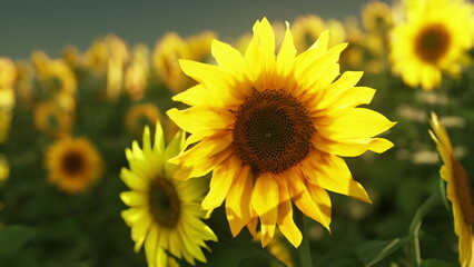 Bright yellow sunflowers bloom under a warm sunset sky, creating a beautiful scene of nature. A soft breeze moves through the vibrant field, making the flowers dance lightly.