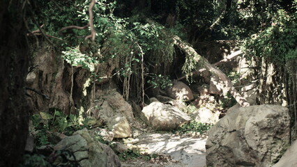 In a tranquil forest, thick greenery envelops a winding path that leads through ancient rocks and tangled vines, inviting exploration and adventure in a serene setting.