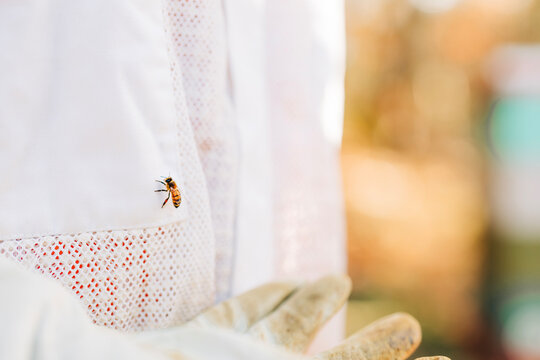 Honey bee resting on white beekeeper suit