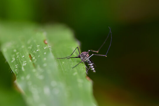 Close-up view of Mosquito on blade of grass