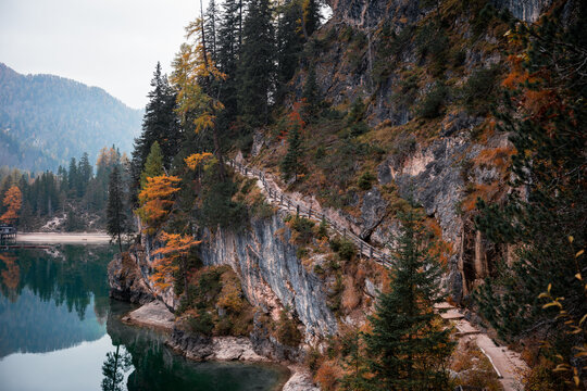 Autumn larch trees along Lago di Braies shoreline in the Dolomites
