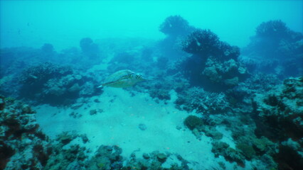 A serene underwater scene displays a turtle gracefully swimming among vibrant coral reefs in calm blue waters. Sunlight filters through, creating a magical atmosphere.