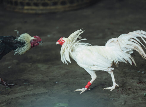 Two roosters fighting in a cockfight