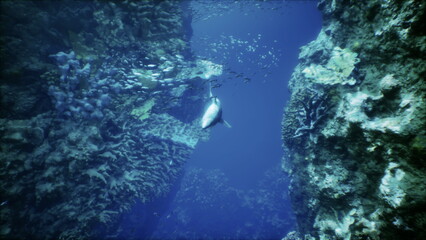 Exploring a stunning underwater landscape where colorful corals flourish and a curious fish glides gracefully through the blue waters, revealing natures enchanting beauty.