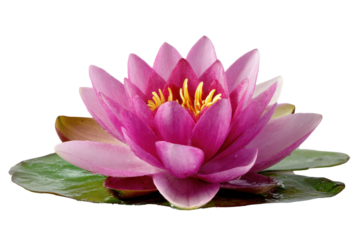 Vibrant pink water lily flower with yellow stamens on black background bloom