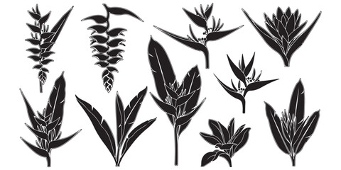 Obraz premium wheat ears vector
