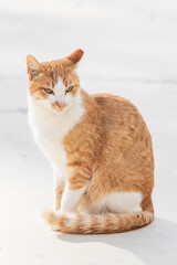 Orange and White Cat Sitting on White Background