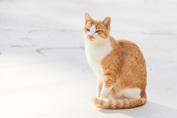 Orange and White Cat Sitting on White Background
