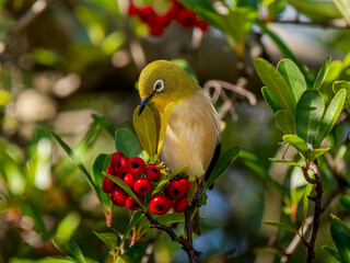 ピラカンサとメジロ