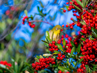 ピラカンサとメジロ