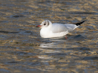 Portrait of a Seagull on the Water in Winter 2025. High quality photo