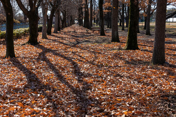 落ち葉で埋め尽くされた初冬の大間木公園
