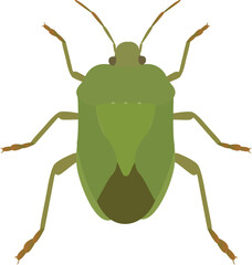 The green stink bug is a major pest that feeds on the sap of many cash crops, causing damage.