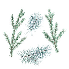 Fototapeta premium Watercolor Christmas set with fir branches. Hand drawn isolated illustration on white background
