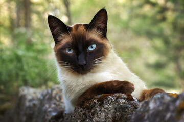 Blue-eyed Siamese cat resting on a rock in the forest