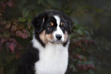 A beautiful Australian Shepherd puppy in the garden