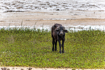 Water Buffalos at a rural property called Fazenda at Soure in Marajo Island, Brazil.